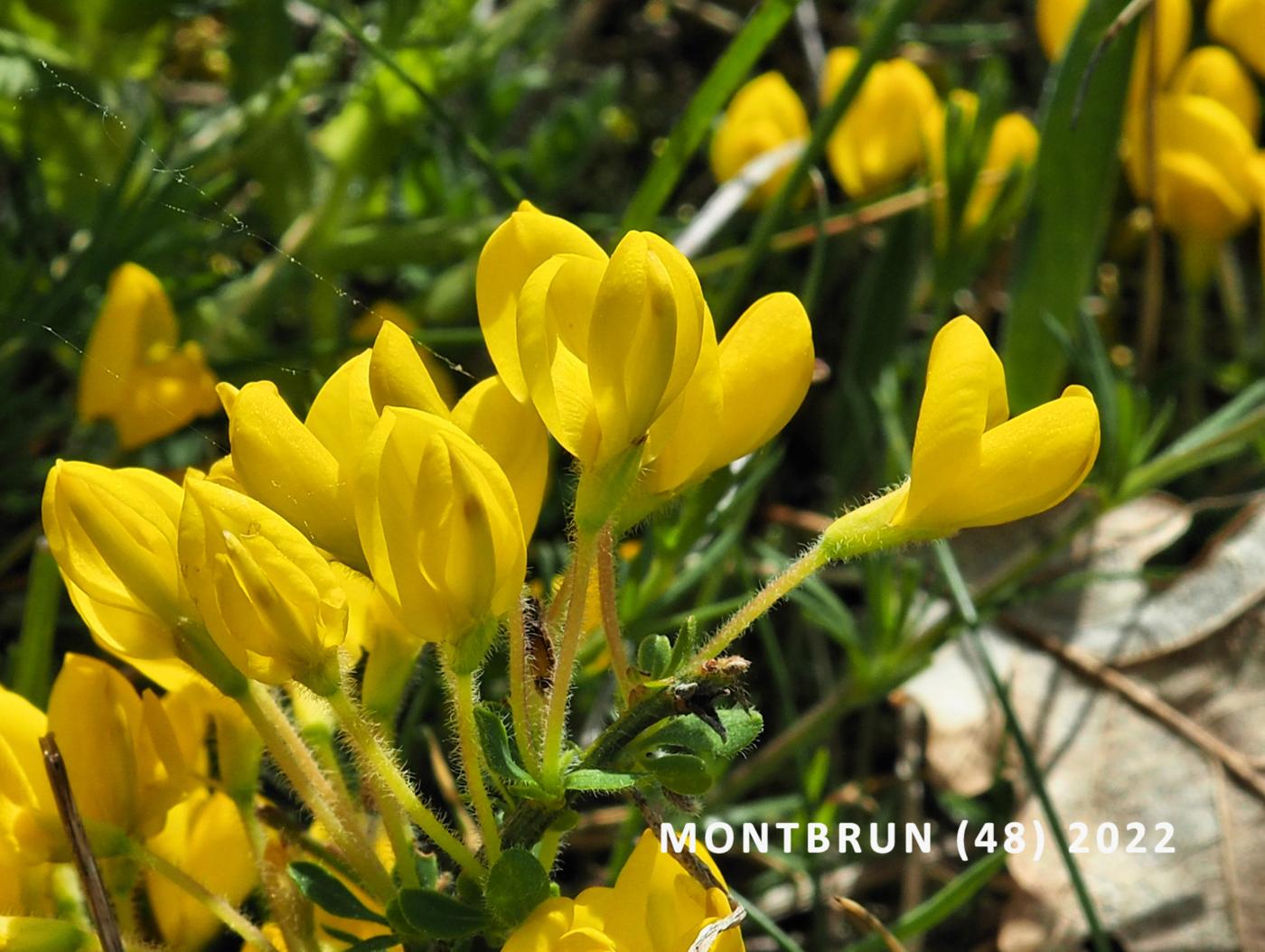 Broom, [creeping] flower